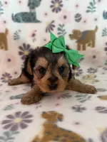 Daisey, a female Yorkshire Terrier for sale in Dahlonega, GA – 4 of 4