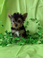 Superman, a male Yorkshire Terrier for sale in Dahlonega, GA – Photo 4 of 4