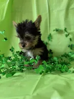 Superman, a male Yorkshire Terrier for sale in Dahlonega, GA – Photo 2 of 4