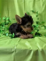 Superman, a male Yorkshire Terrier for sale in Dahlonega, GA – Photo 3 of 4