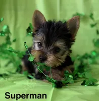 Superman, a male Yorkshire Terrier for sale in Dahlonega, GA – Photo 1 of 4