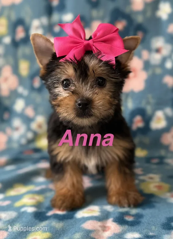 Anna – Yorkshire Terrier puppy for sale in Dahlonega, GA