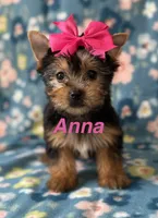 Anna, a female Yorkshire Terrier for sale in Dahlonega, GA – Photo 1 of 5