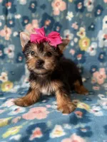 Anna, a female Yorkshire Terrier for sale in Dahlonega, GA – Photo 4 of 5