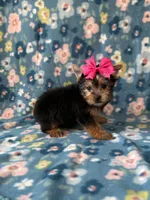 Anna, a female Yorkshire Terrier for sale in Dahlonega, GA – Photo 3 of 5