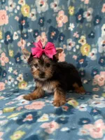 Anna, a female Yorkshire Terrier for sale in Dahlonega, GA – Photo 5 of 5