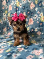 Anna, a female Yorkshire Terrier for sale in Dahlonega, GA – Photo 2 of 5