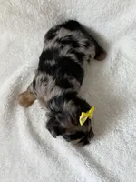 Millie, a female Yorkshire Terrier for sale in Dahlonega, GA – 4 of 4