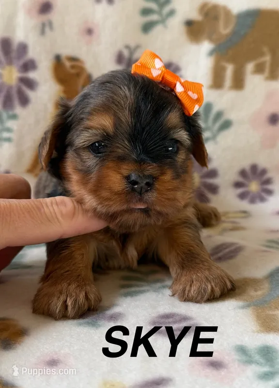 Skye – Yorkshire Terrier puppy for sale in Dahlonega, GA