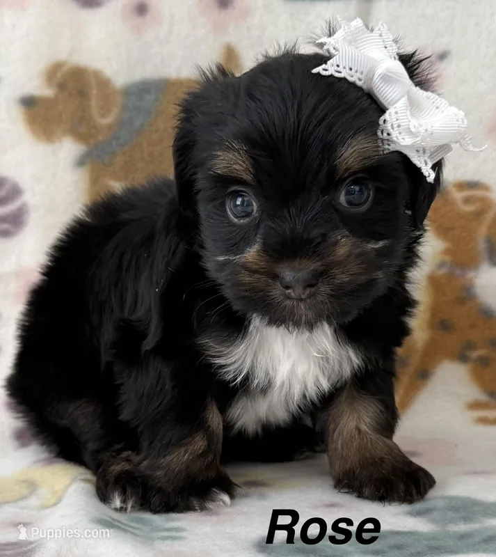 Rose – Yorkshire Terrier puppy for sale in Dahlonega, GA