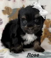 Rose, a female Yorkshire Terrier for sale in Dahlonega, GA – Photo 1 of 3