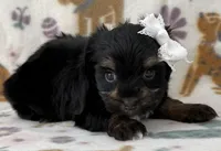 Rose, a female Yorkshire Terrier for sale in Dahlonega, GA – Photo 2 of 3