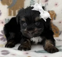 Rose, a female Yorkshire Terrier for sale in Dahlonega, GA – Photo 3 of 3