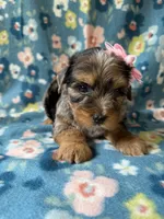 Ellie, a female Yorkshire Terrier for sale in Dahlonega, GA – 4 of 7