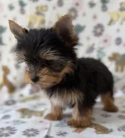 Joker, a male Yorkshire Terrier for sale in Dahlonega, GA – Photo 3 of 4