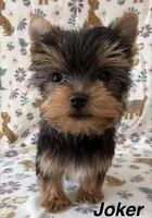 Joker, a male Yorkshire Terrier for sale in Dahlonega, GA – Photo 4 of 4