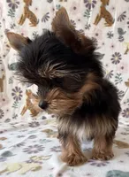 Joker, a male Yorkshire Terrier for sale in Dahlonega, GA – Photo 2 of 4