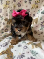 Roxy, a female Yorkshire Terrier for sale in Dahlonega, GA – 3 of 4