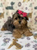 Skye, a female Yorkshire Terrier for sale in Dahlonega, GA – 2 of 3