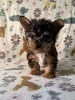 Rocky, a male Yorkshire Terrier for sale in Dahlonega, GA – 2 of 4