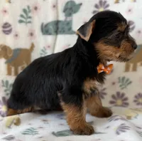 Kristoff , a male Yorkshire Terrier for sale in Dahlonega, GA – Photo 4 of 5