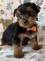 Kristoff , a male Yorkshire Terrier for sale in Dahlonega, GA – Photo 3 of 5