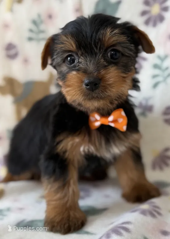 Kristoff  – Yorkshire Terrier puppy for sale in Dahlonega, GA