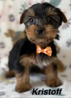Kristoff , a male Yorkshire Terrier for sale in Dahlonega, GA – Photo 2 of 5