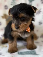 Kristoff , a male Yorkshire Terrier for sale in Dahlonega, GA – Photo 5 of 5