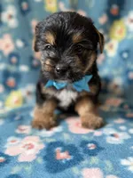 Pluto, a male Yorkshire Terrier for sale in Dahlonega, GA – 2 of 3