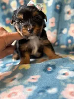 Roxy, a female Yorkshire Terrier for sale in Dahlonega, GA – 3 of 3