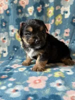 Pluto, a male Yorkshire Terrier for sale in Dahlonega, GA – 2 of 4