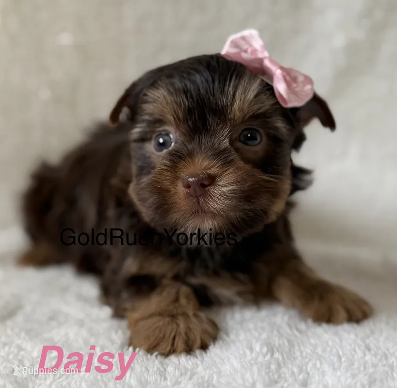 Daisy – Yorkshire Terrier puppy for sale in Dahlonega, GA