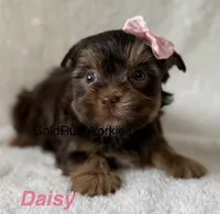 Daisy, a female Yorkshire Terrier for sale in Dahlonega, GA – 1 of 4
