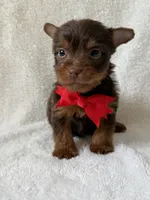 Duke, a male Yorkshire Terrier for sale in Dahlonega, GA – 2 of 3