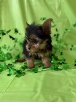 Joker, a male Yorkshire Terrier for sale in Dahlonega, GA – Photo 2 of 4