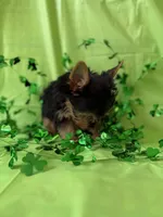 Joker, a male Yorkshire Terrier for sale in Dahlonega, GA – Photo 3 of 4