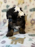 Rose, a female Yorkshire Terrier for sale in Dahlonega, GA – Photo 4 of 4