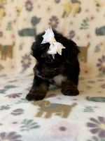 Rose, a female Yorkshire Terrier for sale in Dahlonega, GA – Photo 3 of 4