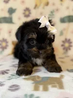 Rose, a female Yorkshire Terrier for sale in Dahlonega, GA – Photo 2 of 4