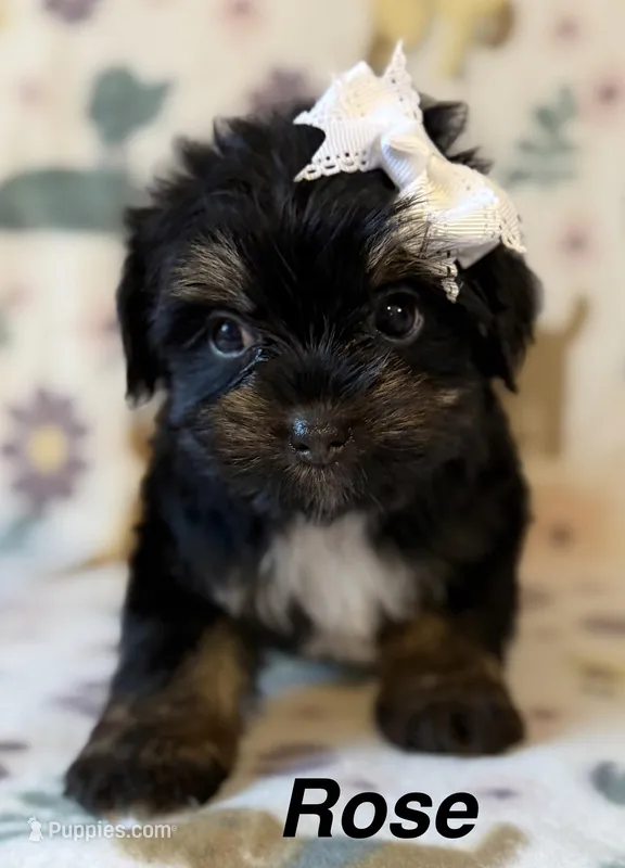 Rose – Yorkshire Terrier puppy for sale in Dahlonega, GA