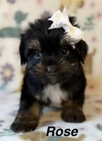 Rose, a female Yorkshire Terrier for sale in Dahlonega, GA – Photo 1 of 4