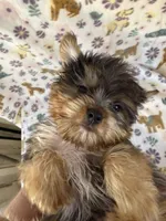 Rocky, a male Yorkshire Terrier for sale in Dahlonega, GA – 3 of 3