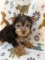 TINY Turbo, a male Yorkshire Terrier for sale in Dahlonega, GA – 2 of 3
