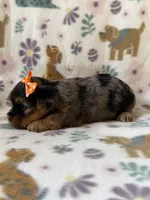 Skye, a female Yorkshire Terrier for sale in Dahlonega, GA – 2 of 4