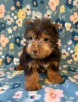 Luke, a male Yorkshire Terrier for sale in Dahlonega, GA – 2 of 3