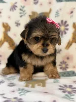 Pink girl , a female Yorkshire Terrier for sale in Dahlonega, GA – 2 of 4