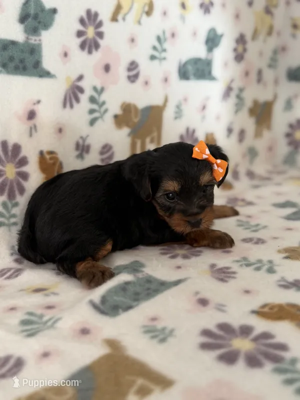 Babe – Yorkshire Terrier puppy for sale in Dahlonega, GA