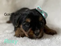 Roxy, a female Yorkshire Terrier for sale in Dahlonega, GA – 1 of 4