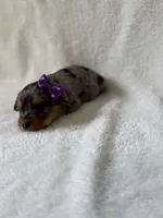 Willow, a female Yorkshire Terrier for sale in Dahlonega, GA – 3 of 4